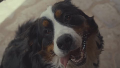 Adorable Bernese Mountain Dog with its tongue sticking out sitting on ground and looking at camera