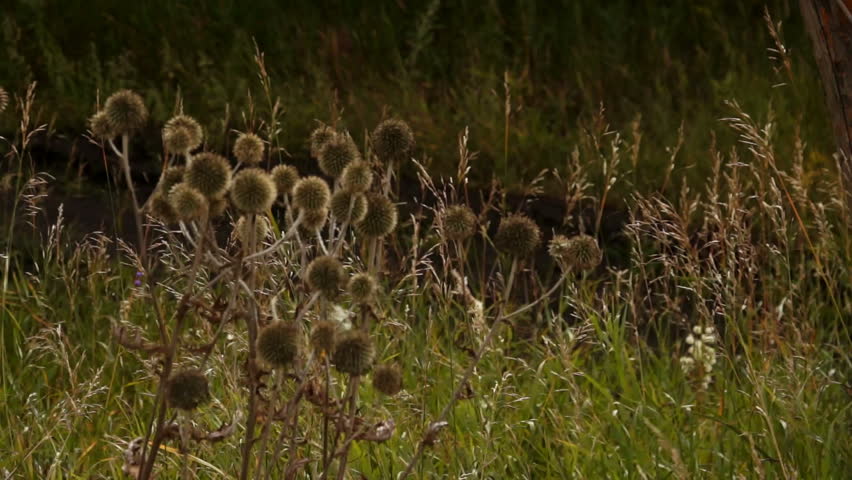 Round thorns swaying in the wind