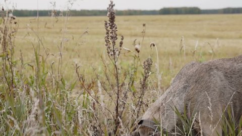 Gray Greyhound stands in the tall grass