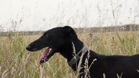 Black Greyhound stands in the tall grass