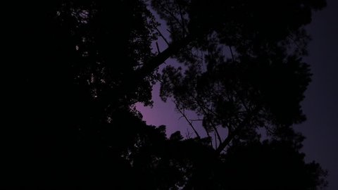 Silhouette of a tree on purple sky