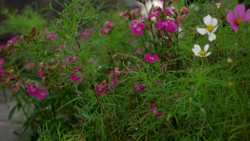 Elephant Bathing Pool in Emei Shan (China)