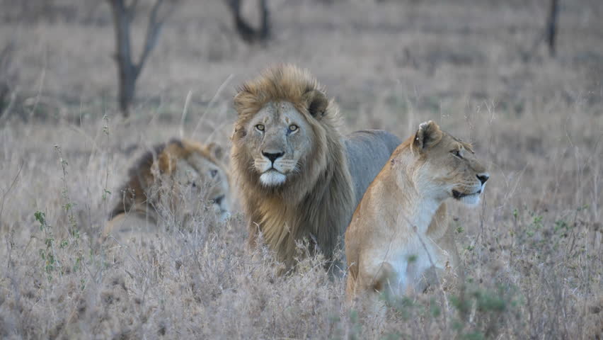 Lion, two male Lion and one Lioness. Savannah, Serengeti, Tanzania, Africa
