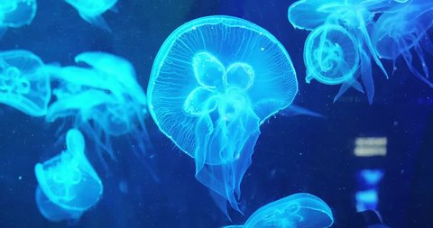 Small jellyfishes illuminated with blue light swimming in aquariums