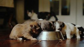 Funny little puppies eat from a bowl, in the background behind them is a cat. Videos with your favorite pets