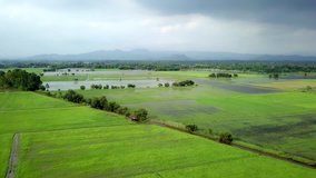 Aerial shot of wet green rice fields in Asia.