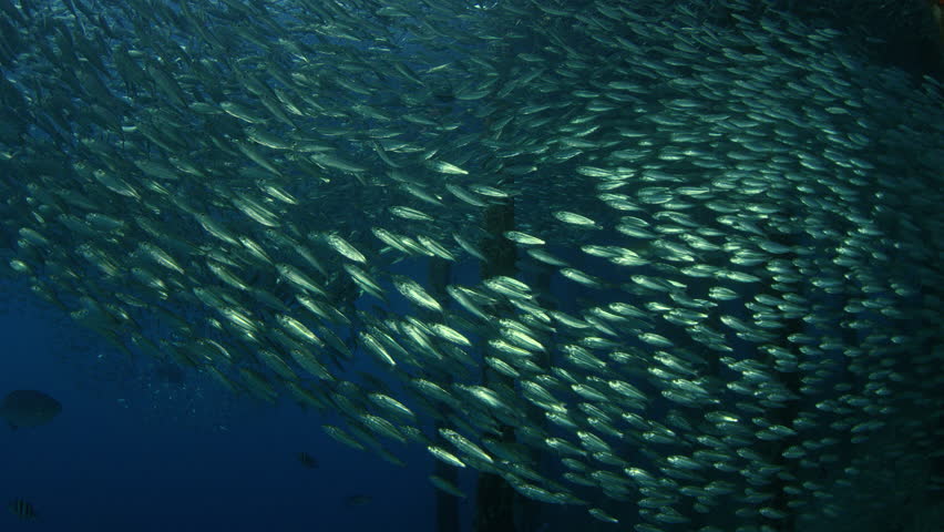 Large shoal of fish, Blacktip sardinella (Sardinella melanura) ripples and sways under a jetty, Raja Ampat, Indonesia | Shutterstock HD Video #1020551101