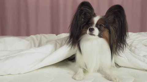 Beautiful dog Papillon lies under a blanket on the bed and looks around stock footage video