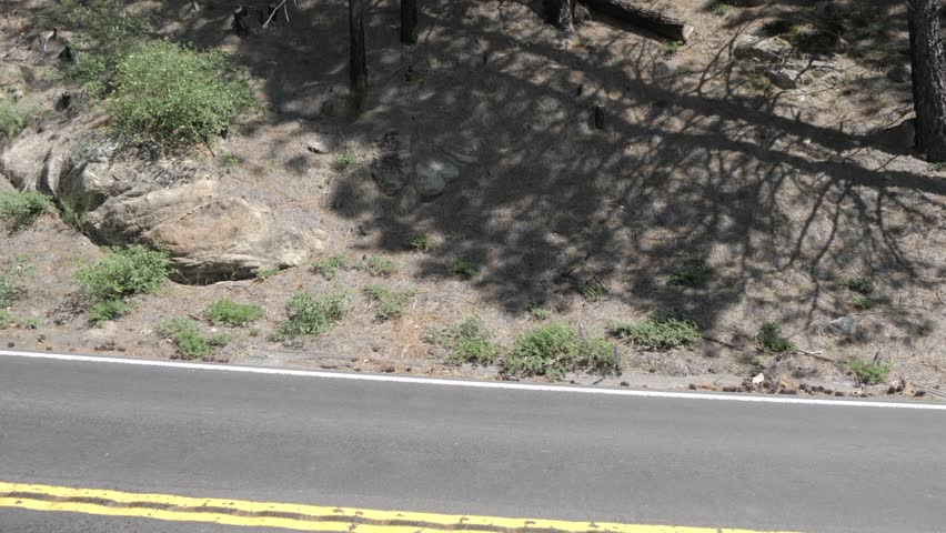 View of fire stricken trees and road, Yosemite National Park, UNESCO, California, USA