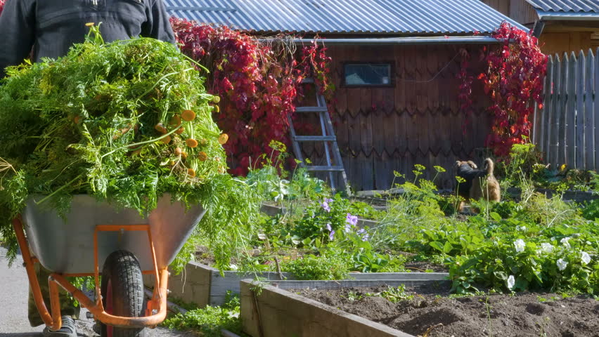 Farmer carries a cart with carrots tops. In the background are beds with plants.