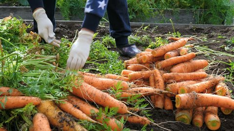 Farm worker (gardener) cuts the tops of carrots. Harvesting for winter storage. Ripe root vegetables. Close up.