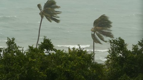 Seaside landscape during natural disaster hurricane. Strong cyclone wind sways coconut palm trees. Heavy tropical rain storm, power of nature, climate change, typhoon on ocean shore during wet season.