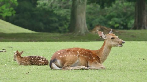 Cute baby deer and mother grazing on green grass field