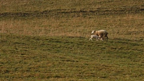 Baby Lambs Sucking Milk, Sheeps Grazing on an Alpine Pasture in Sunset, Switzerland