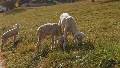 Baby Lambs, Sheeps Grazing on an Alpine Pasture in Sunset, Switzerland
