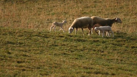 Baby Lambs & Mother Sheep Grazing on an Alpine Pasture in Sunset, Switzerland