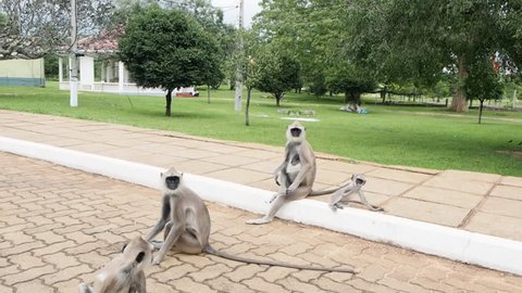 A group of Langur monkeys or gray langur or Hanuman langur (Semnopithecus entellus)  sitting and running  on the pavement in Anuradhapura ancient city, Sri Lanka. 