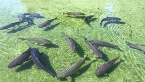 Big gray carp fish moving in very shallow water in a sunny day. Stock video footage.