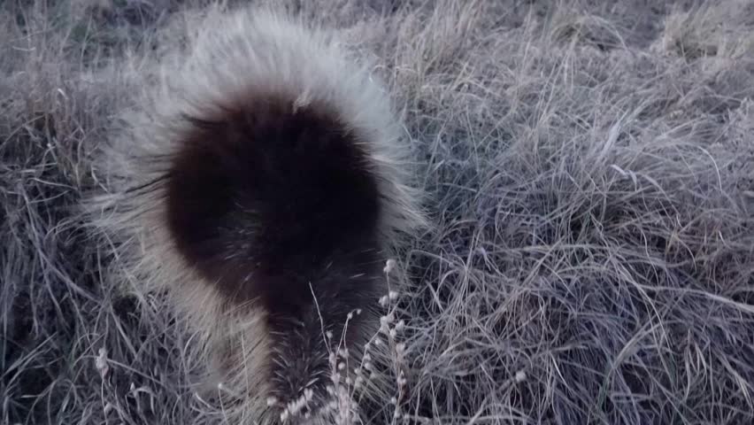 The North American porcupine (Erethizon dorsatum), also known as the Canadian porcupine or common porcupine