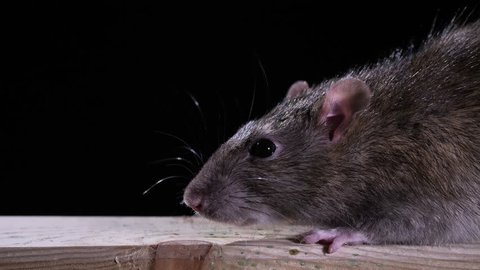 A norway rat close up with black background in studio
