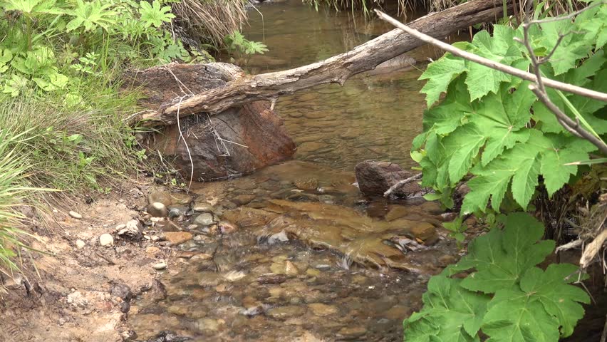 Plants near the brook in the rainforest. The Pacific Coast. Olympic National Park, United States, Washington