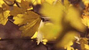 Oak tree leaves in yellow autumn colors, bokeh background full HD 1080p video footage, 25 fps