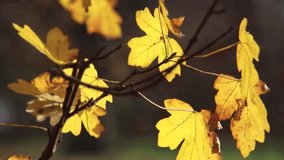 Oak tree leaves in yellow autumn colors, bokeh background full HD 1080p video footage, 25 fps