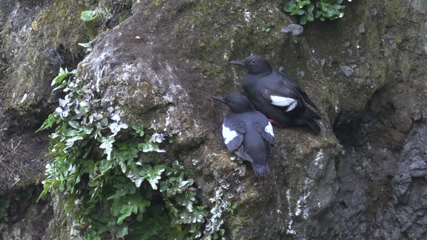 pair of pigeon guillemot birds nesting on a cliff face at cape flattery in the olympic national park of the us pacific northwest