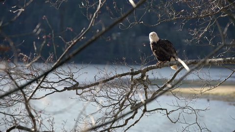 Bald Eagle Perched in a Tree Zoom 4K UHD. A zoom shot on a Bald Eagle as it perches on a tree branch over the water. 4K. UHD.
