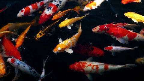 slow motion of Koi fish swimming in the aquarium, Fancy carp fish, Top view 