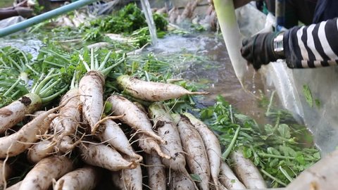 Farmer harvest and cleaning Japanese radish daikon by water in the farmland for export to market.