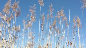 Pampas grass and reeds swinging on the wind 4K footage