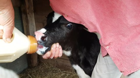 Close UP of a Calf  cow Sucks milk from the herdsman by a bottle