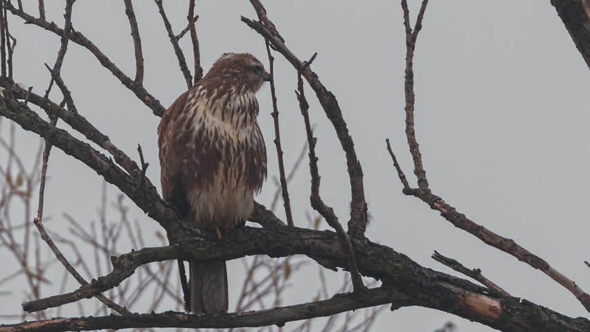 Eurasian raptor Common Buzzard (Buteo buteo) perched on a single tree.