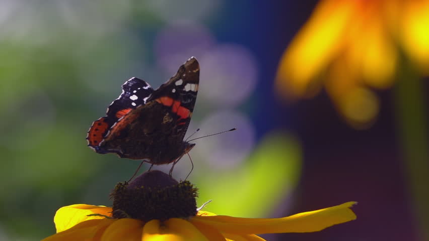 Close up shot of monarch butterfly sitting on yellow rudbeckia flower, drinking fresh nectar and then flying away. Beautiful slow motion video clip of colorful nature.
