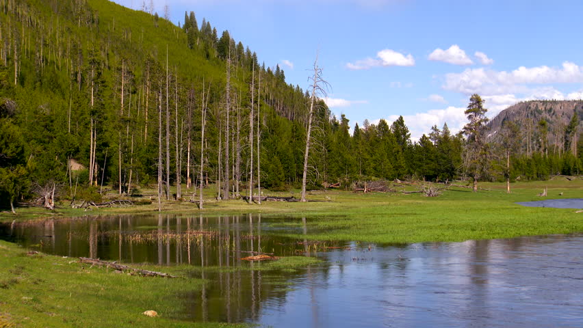 Yellowstone National Park - nice wide establishing shot of Madison river and snow-capped mountains. Car drives through between the trees.