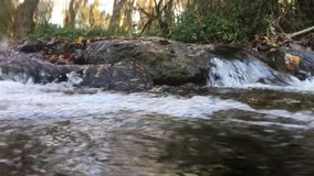 Underwater video of a small stream, autumn leaves flow with the water.