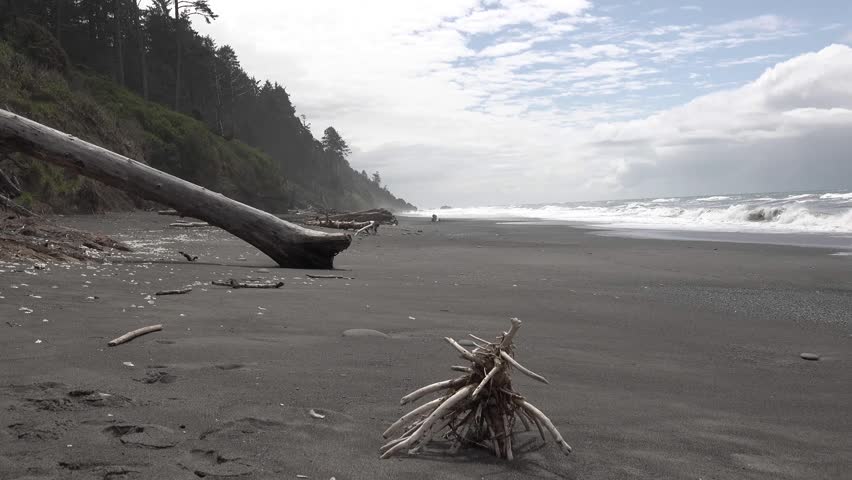The Pacific coast, the photographer examines on a wide beach with black volcanic stones tree trunks, Olympic National Park, USA, Washington