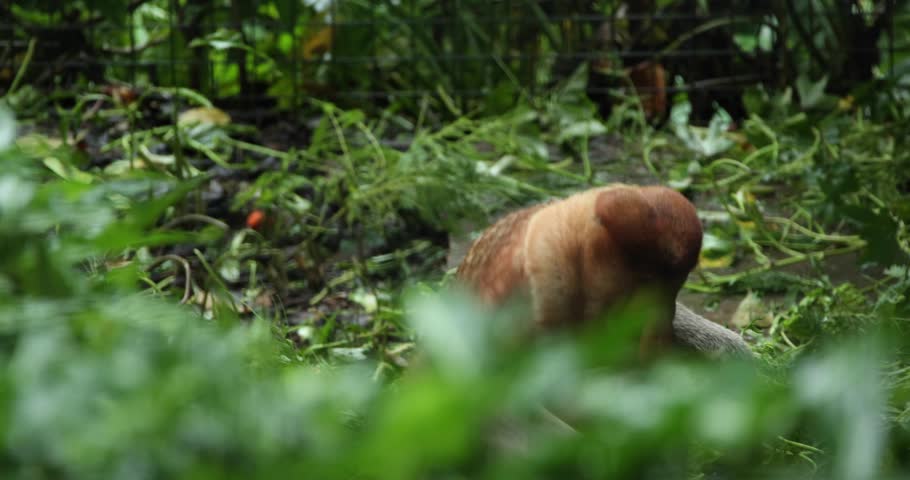 A rare proboscis monkey in borneo  | Shutterstock HD Video #1020616087