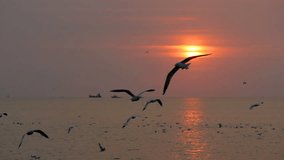 Timelapse of flock of Seagull bird flying over the sea in the coast with sunlight at sunset time