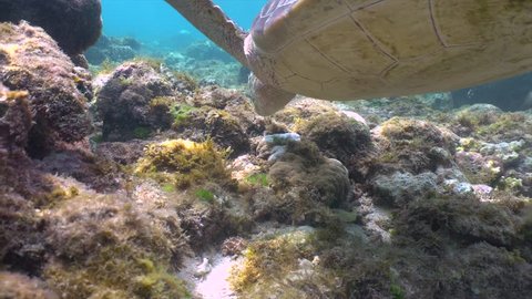 Green sea turtle feeding on sea grass in a shallow water closeup in Apo Island, Philippines, 4K