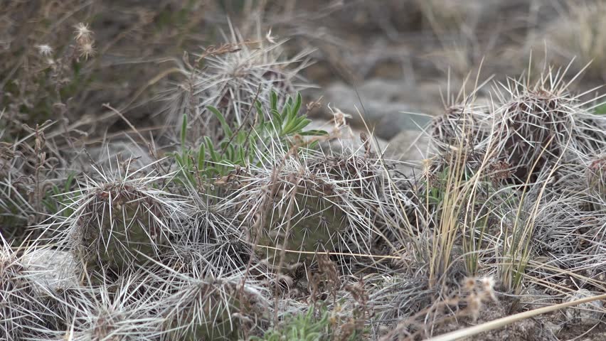 Succulent plants, prickly pear cactus Plains prickly pear Opuntia polyacantha, nature USA. Great Sand Dunes National Park, Colorado, USA
