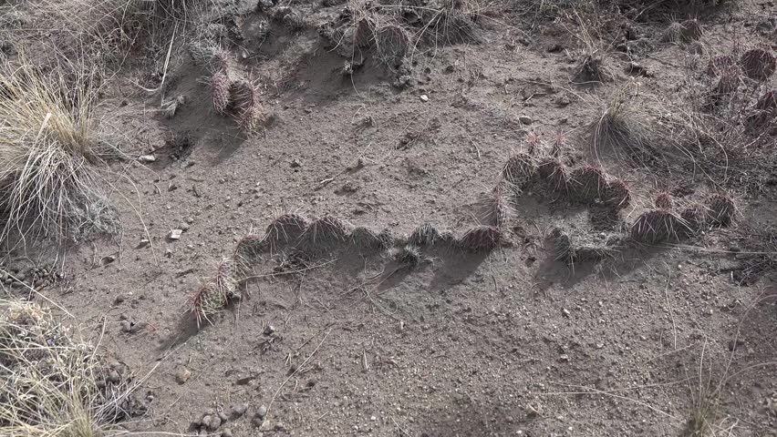 Succulent plants, prickly pear cactus Plains prickly pear Opuntia polyacantha, nature USA. Great Sand Dunes National Park, Colorado, USA