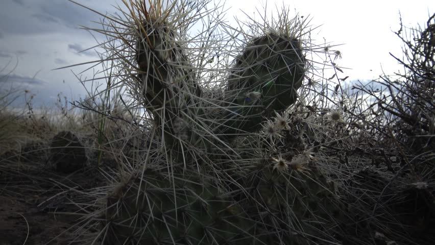 Succulent plants, prickly pear cactus Plains prickly pear Opuntia polyacantha, nature USA. Great Sand Dunes National Park, Colorado, USA