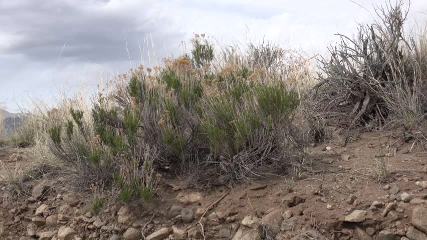 Succulent plants, prickly pear cactus Plains prickly pear Opuntia polyacantha, nature USA. Great Sand Dunes National Park, Colorado, USA