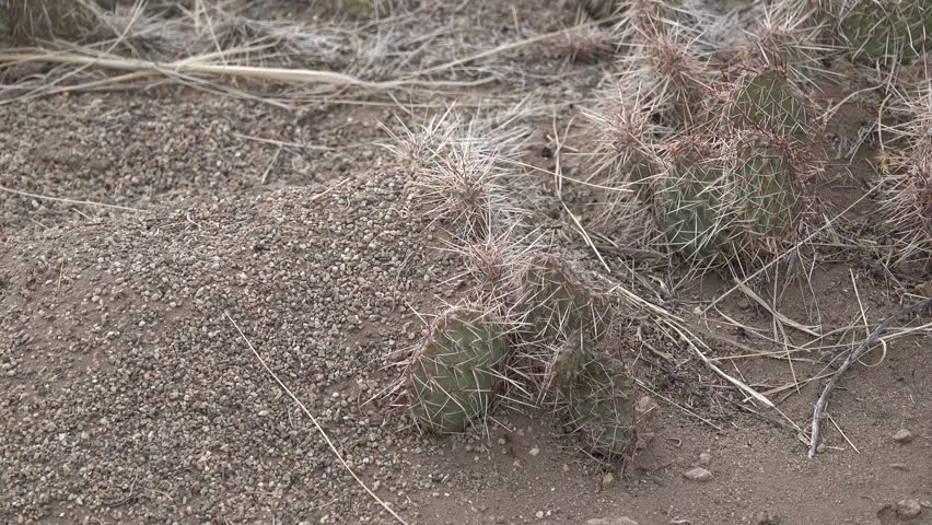 Succulent plants, prickly pear cactus Plains prickly pear Opuntia polyacantha, nature USA. Great Sand Dunes National Park, Colorado, USA