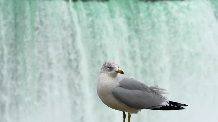 Seagull in Front of Water Fall Slow Motion, Niagara Falls Background Nature View