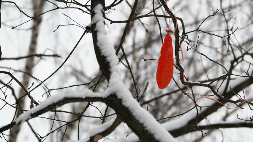 Bursted Red Air Balloon Stuck Tree Stock Footage Video (100% Royalty ...