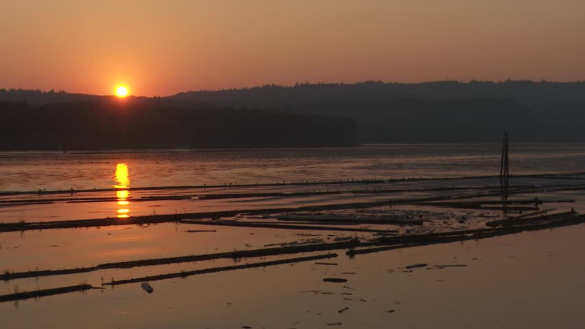 Logs in Columbia River at Sunset