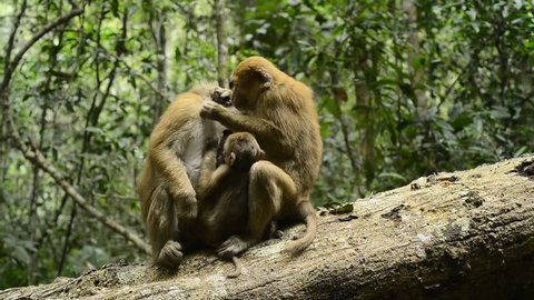 cute monkey resting in forest,Macaca assamensis,infant monkey ,